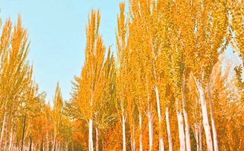 �ח��С�W(xu��)���ąR��10ƪ