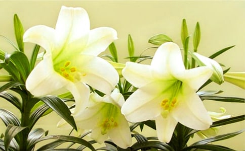 �ٺϻ��Ĺ�Ч�c����