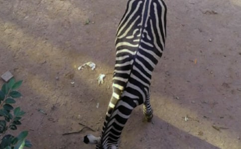 �����Y׌���R������6ƪ