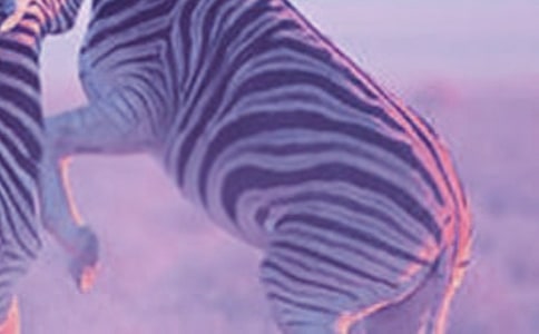 �����Y׌���R�����h��