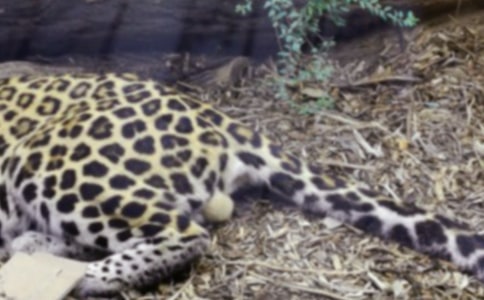 ����������ı���đ����