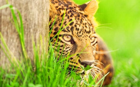 һ�^ţ��һֻ�����ӵ������������