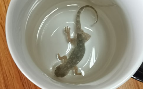 壁虎發(fā)現(xiàn)作文錦集八篇