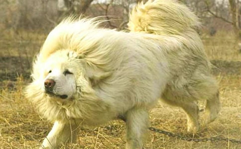 ����༪�^��з���