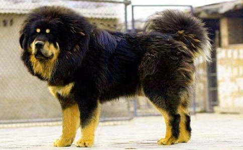 有關(guān)《藏獒》讀后感800字