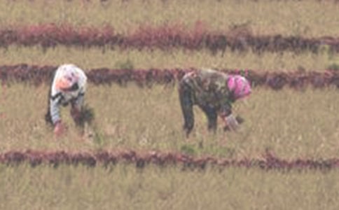 ���f������衷Ԋ���p��