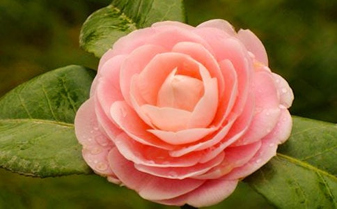 ���l(xi��ng)��ɽ�軨����2ƪ