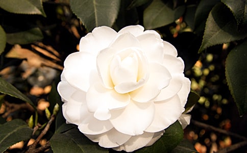 ���l(xi��ng)��ɽ�軨���ģ�ͨ��20ƪ��