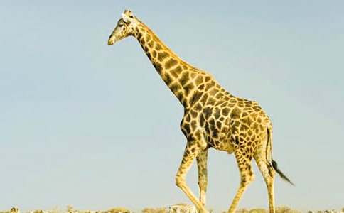 С�L�i¹���L���ӽ�(j��ng)��ͯԒ����