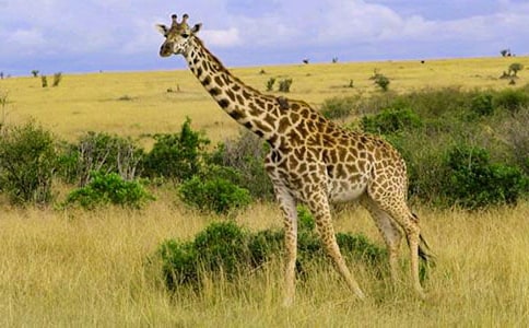 �L(zh��ng)�i¹�����򿴈D��(xi��)Ԓ����-������