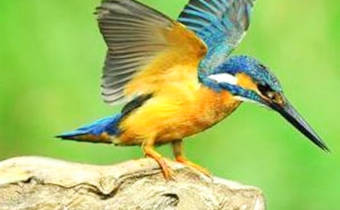 С�W(xu��)�Z(y��)�ġ����B(ni��o)���f(shu��)�n��