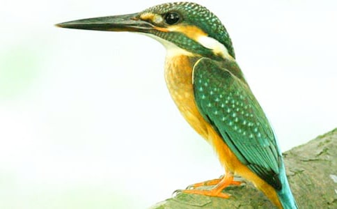 ���B�f�n�巶��