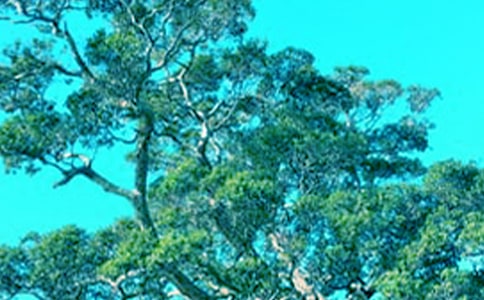 �����������ąR��15ƪ