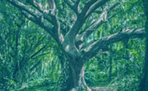 ���(sh��)�İl(f��)�F(xi��n)����