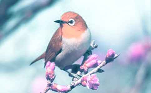 ��ֲ��Ć�ʾ���ģ����x3ƪ��