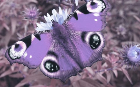 Ұ����(d��ng)ֲ���M(j��n)�����C�������k��