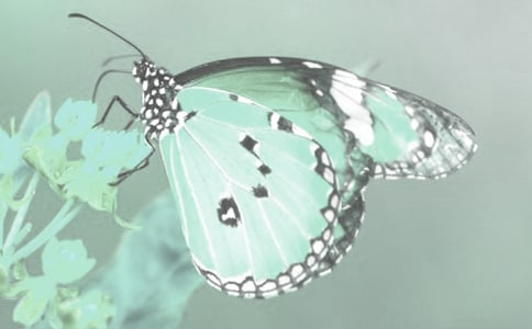 ��ֲ���^����ӛ15ƪ