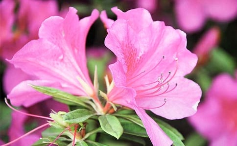 ���N������600����ƪ