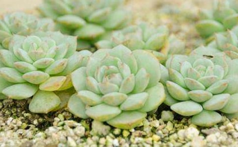 �茑���������