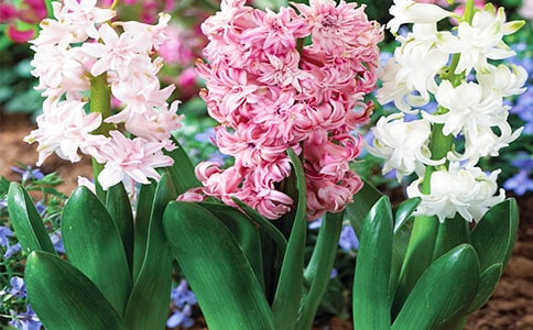 �������L(f��ng)��������