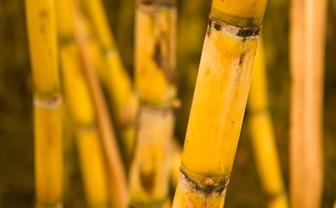 (精華)有關(guān)甘蔗的作文2篇