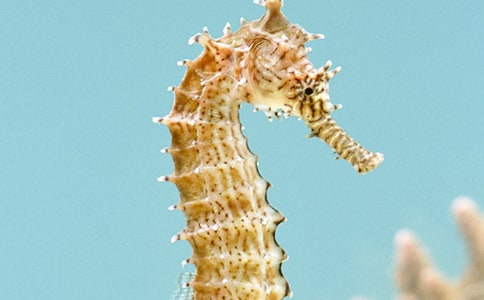 無劉海馬尾額前碎發(fā)發(fā)型