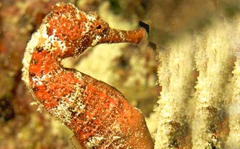 �P(gu��n)�����ǰְ�����С���R���ľ��x