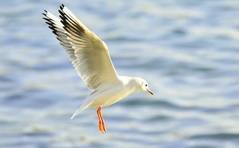 白叟與海鷗1000字讀后感