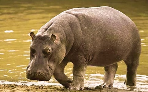 ���RԢ�Թ���