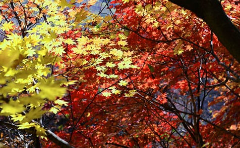 香山紅葉作文通用10篇