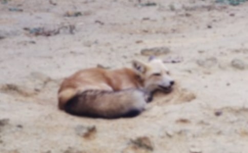 ���f�ͺ�؂����