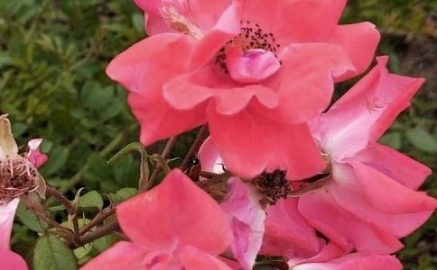 ʢ�_�ڕr����Ļ�������(7ƪ)