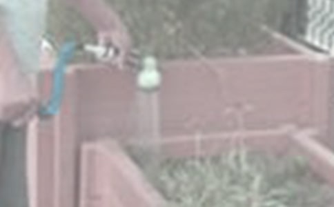 啤酒澆花到底好不好