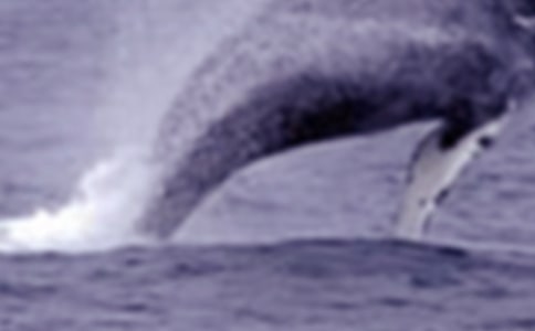 我的鯨魚朋友_750字