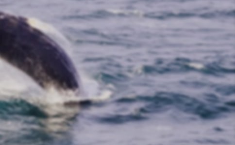 寓言故事:鯨魚的故事