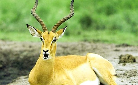 ���������ݡ����x���1000��