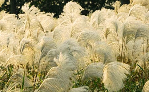 人生的蘆葦初二作文