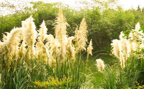 風對蘆葦說仿寫句子