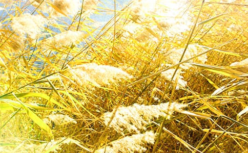 �茑�JȔ?sh��)�Ψ�����ӡ���Ʒ�?/></p>
<p>����1��������Խ�ĸ裬�����擴��Ԋ(sh��)����һ��(g��)��С������ӵ�Ů����һ���������������(zh��n)��ĘO�����ڂ��f(shu��)������ϲ�g�������M�ĽY(ji��)����ֻ���Ҳ�֪���������F����JȔ����������Ŀ������u�u�h(yu��n)</p><p>����2�������JȔ���^���_�p���ל\;ɽ�g��S�����Ƥ���п������ߣ���N</p><p>����3����߅�\ˮ̎���`�~���JȔ�S�����u����c���L(f��ng)�p�d���Z(y��)�����ǵ�����һ�����V����Ԋ(sh��)��</p><p>����4�������µ�һ����������ľ�B��͵͵��ҧ�������ڸ�Ӱ��ِ�����JȔ�~�����L(f��ng)�O�������p�p��Ц���зN�؄e��ζ�����@�N���X���᲻�óԵ����ߣ�����ɽ����̎�����~</p><p>����5���]������������ᭇ���JȔ�����������V��</p><p>����6��Ұ�݅�����������JȔ�ͼt�ġ��׵����ϵ�Ұ���������ߑ�����յ�һ݆����̫�(y��ng)���������՚����M�������Ě�Ϣ����������</p><p>����7���L(f��ng)���y��˼�w���JȔ�������ҹ����M�˺�ɫ����;�����z���S�õĳ������ů�Ĺ��º͠��^(gu��)�ֵ����������W�q���p�����c(di��n)����ӛ�������еğ���</p><p>����8���峺Ҋ�׵ĺ�ˮ��ӳ��ɽɫ��һ���o(w��)�H���JȔ�����δ�ʎ��������ĺ��~����������һ�ж���ͬ���С�</p><p>����9����������������JȔ�u��(d��ng)�r(sh��)����ġ�</p><p>����10�����g������Ӱ���]�e�JȔϦ�(y��ng)��ǧ���į���S����M�n������Щ�˽K�����Ӱ׷����ֻ���ډ�(m��ng)���M����</p><p>����11�����@�������JȔ����Ҫ����һ֧�JȔ������Լ��ĸ��������ߣ��܇�(gu��)ƽ����̎�����c����</p><p>����12��Ƭ���~��һ��������һ�B�Q��һ���L(f��ng)�е��JȔ��������ô�������������˻�ζ����ѽ�����g�����������F(xi��n)���ǲ���(j��ng)���˲�g��</p><p>����13����վ�����JȔ��������������|���</p><p>����14���JȔ�����ˣ��J���h�h���װ׵���ܛܛ�ģ���һ�ش��pӯ����ë�����L(f��ng)�Гuʎ��</p><p>����15���ȴ��Ǻ�߅���JȔ���������к�[���^(gu��)�İ��������@��������Į�֜����������</p><p>����16������һ֧�JȔ����Ȼ������������������^(gu��)��һ֧��(hu��)˼����JȔ��</p><p>����17��ʯ�Qԭ�������L(zh��ng)����̶�ӝ��е��JȔ����������S���r(sh��)�����������JȔ?sh��)Ĕ�֦�����S�JȔ��ˮ��Ư������С�ʾ������Ļ��(d��ng)������Ҳ�����f(shu��)�������Еr(sh��)�S�펧�ĺ�(ji��n)�׷��ӡ�</p><p>����18��Ȼݶ�x����Ȼ��ȼ�ı��֣�ȼ��;ݶ���JȔһ�ֲ����ȼݶ������l(f��)�^�x���������ڌW(xu��)���x��</p><p>����19���ҵļ��l(xi��ng)��һ�lС���������L(zh��ng)�M���JȔ������һ�����JȔ����(j��ng)���_��������(g��)������ӳ�ڰ�ãã�Ļ��ĺ��������ǳ��ÿ���</p><p>����20���JȔ�뮔(d��ng)���ɣ�����Թ�Լ��]���L(zh��ng)��ɽ�������ߣ�� ��������V�Z(y��)</p><p>����21����)���ծ�(d��ng)������·����������Ĺ����ڟ�Ï������������^������������~����С���ͺ�����������С���ͺ�������ڰ�߅���JȔ�������l(f��)��΢�������s���Q��</p><p>����22���������������һƬ�������_�岼�Ĵ��f�ǲ����������v�M���e(cu��)�ď��������ĺӵ�����߅����֦������ѿ���JȔ߅�@����(l��i)�ŕr(sh��)͸���ˡ�</p><p>����23�������-��������G�(y��ng)�՝������ˮ��С�ۡ����m�r(sh��)�����(y��ng)���Ǹ��h(yu��n)�������S�JȔ�������h(yu��n)�f�ѾƮ�(d��ng)�������(d��)����M�ڡ�</p><p>����24����ݡ��JȔ�ͼt�����׵����ϵ�Ұ�������ߑ�����յ�һ݆����̫�(y��ng)���������՚����M�������Ě�Ϣ��</p><p>����25����Щ���^(gu��)��Ԋ(sh��)��(j��ng)�����չ��ﾏ���ď�(f��)��JȔ���B���า�w����ɳ��ͫ����ֻʣ���ゃ?c��)�Ĺ���Ͽ��µĂ��棬���L(f��ng)��U(ku��)չ�ɟo(w��)�{(di��o)�ĸ��{��</p><p>����26�����ծ�(d��ng)������·����������Ĺ����ڟ�Ï������������^������������~����С���ͺ��������С���ͺ����������ڰ�߅���JȔ���У��l(f��)��΢�������s���Q��</p><p>����27����ֻ��һ֦�JȔ������Ȼ��������ģ����s��һ�Õ�(hu��)˼�����JȔ�����ߣ���˹����</p><p>����28�����f(shu��)�����Ǘl�������͛]��־�������JȔ�������f(shu��)�����ǰ���������(hu��)��������`����Ѫ�������f(shu��)�����ǷN������һ�N�o(w��)�Mʹ����������f(shu��)�����Ǿ`�ŵĻ�������������Ψһ�ķN����</p><p>����29����ÿÿ��Ҋ������̓���t���ĕr(sh��)���ҾͲ����뵽�������JȔ�����۔��������ğ������������@һ��ʾ�����ߣ��R̫����</p><p>����30���ӞI�\ˮ̎���`�~���JȔ�S�����u����c���L(f��ng)�`�J���Z(y��)�����ǵ�����һ�׻��S����Ԋ(sh��)��</p><p>����31���w�����B�����M���Ǿ�����߀�W��б�(y��ng)��ȥ���p��һ������б�(y��ng)���ڽ������^�׵��JȔ��Ҳ�b��һ˲�ļt������ߣ������</p><p>����32�����ﶼ�N�JȔ���M�ݵ��JȔ��һ���������@��ͳ���Ȕ�ӵĺ������L(f��ng)��Ȕ�~���J���h�w���Ǻܺõ��L(f��ng)����</p><script>s(