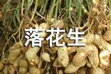 落花生讀后感500字(熱門)