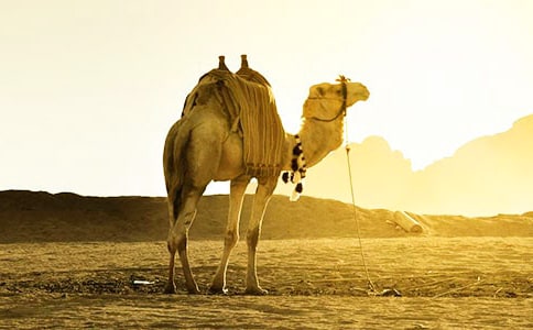 小紅馬和小駱駝續(xù)寫作文