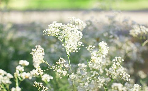 滿天星唯美句子