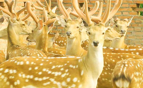 ÷��¹����350��