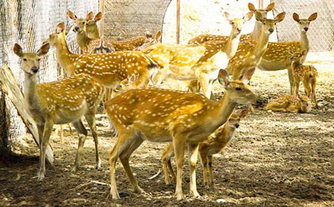 ��÷��¹�ă�(y��u)������