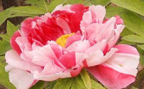 我愛洛陽牡丹作文400字(精選3篇)