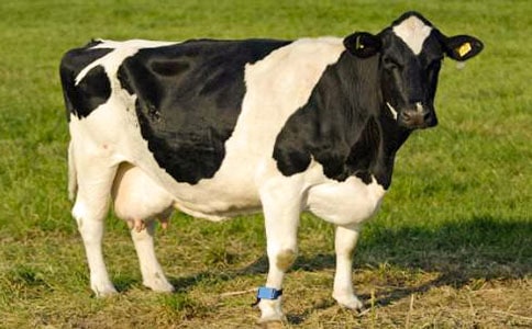 奶牛買賣協(xié)議