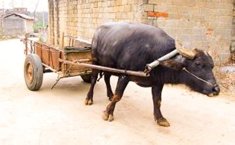 牛車(chē)水唐人街旅游攻略