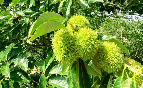 �r�Ҙ��߄�����(y��u)��