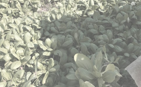 農(nóng)作物種子購(gòu)銷合同8篇