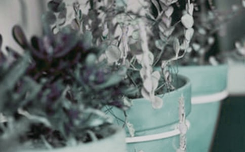 �����J�C��ô�B(y��ng)-�����J�C���B(y��ng)ֳ����